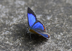 Heliophorus saphir