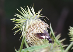 Macroglossum corythus