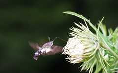 Macroglossum corythus