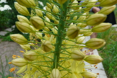Eremurus spectabilis
