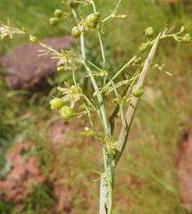 Drimia indica