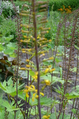 Ligularia przewalskii