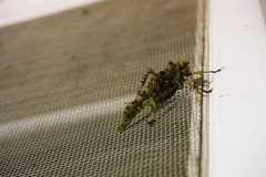 Trachyzulpha formosana