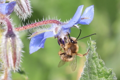 Eucera collaris