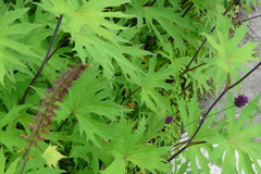 Ligularia przewalskii