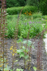 Ligularia przewalskii