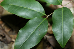 Mischocarpus anodontus