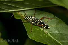 Placosternus guttatus