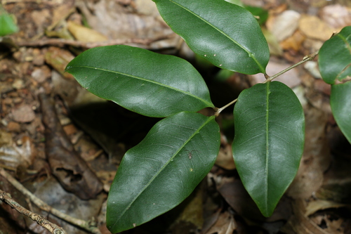 Image of Mischocarpus anodontus by (c) Greg Tasney, some rights reserved (CC BY-SA)