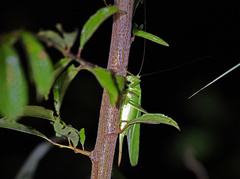 Hexacentrus unicolor