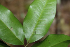 Mischocarpus anodontus