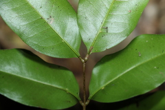 Mischocarpus anodontus