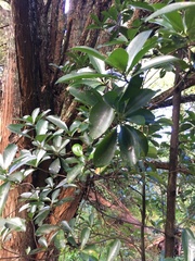 Corynocarpus laevigatus