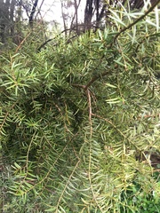 Podocarpus totara
