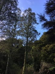 Dacrycarpus dacrydioides