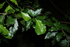 Actephila mooreana