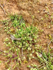 Millotia muelleri