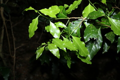 Actephila mooreana