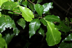 Actephila mooreana