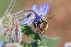 Eucera collaris