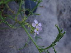 Cakile maritima