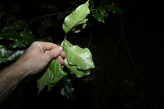 Actephila mooreana
