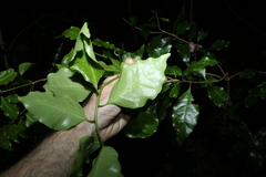 Actephila mooreana