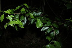 Actephila mooreana