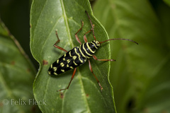 Placosternus guttatus