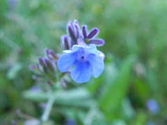 Cynoglottis barrelieri