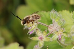 Eucera elongatula