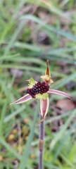 Caladenia conferta