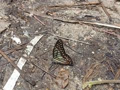 Graphium arycles