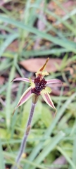 Caladenia conferta
