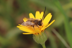 Eucera elongatula