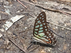 Graphium arycles