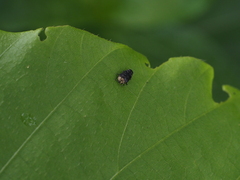 Trachys auricollis