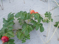 Rosa rugosa