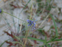 Jasione montana