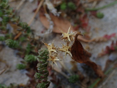 Sedum acre