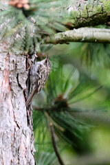 Certhia brachydactyla