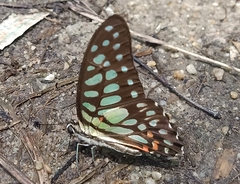 Graphium arycles