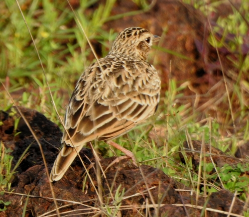 Oriental Skylark (Alauda gulgula), photo 9
