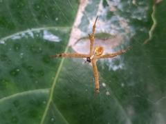 Argiope aemula
