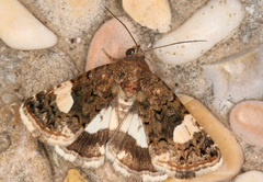 Tyta luctuosa