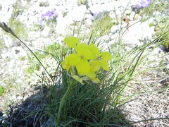 Erysimum pseudorhaeticum