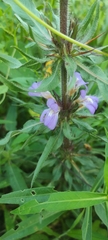 Hygrophila auriculata
