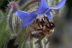 Eucera nigrilabris
