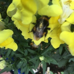 Bombus