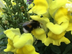 Bombus